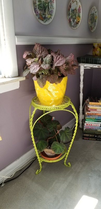 plant stand with plants