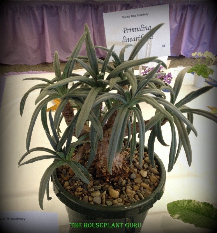 Primulina linearifolia