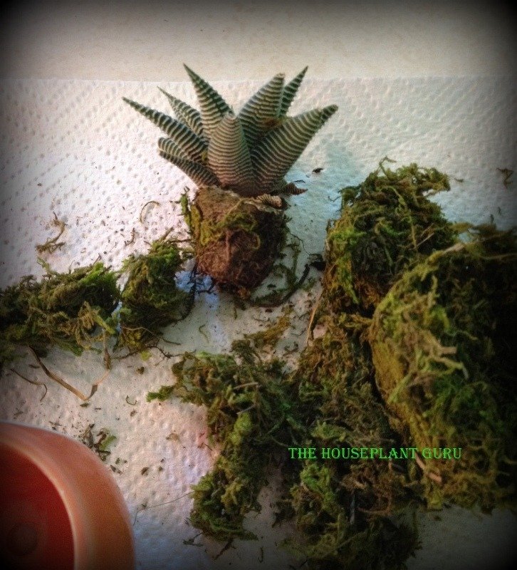 live trends haworthia 041