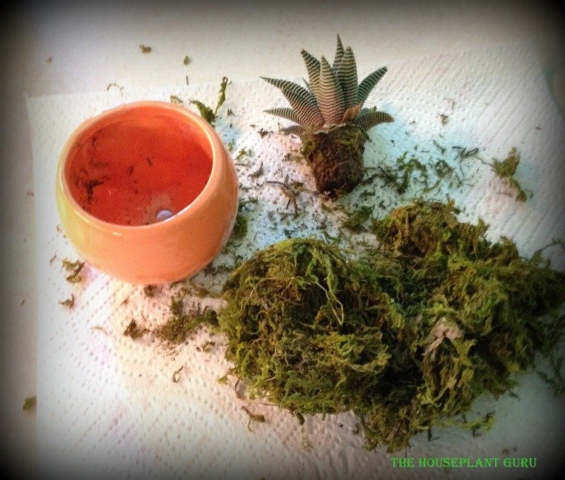 live trends haworthia 043