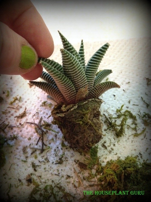 live trends haworthia 045