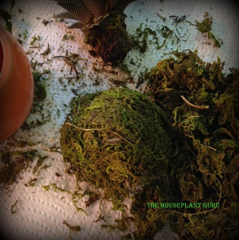live trends haworthia 046