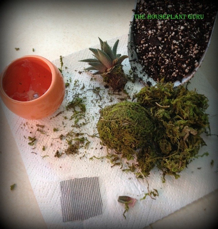 repotting live trends 001