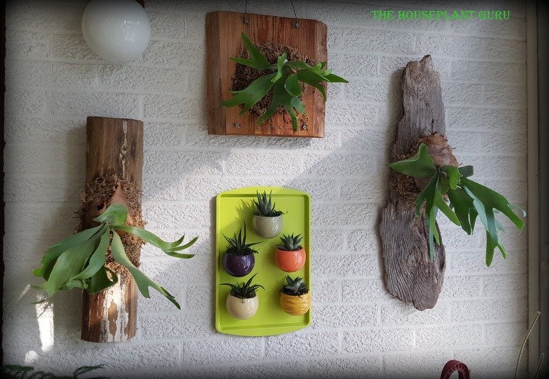 Living Trends magnets on metal tray