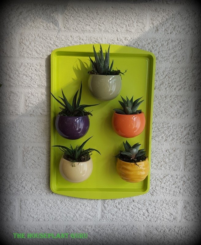 Living Trends plant magnets