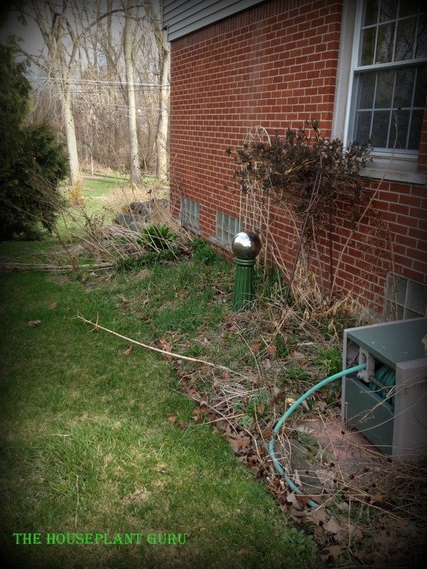 South side of the house in April