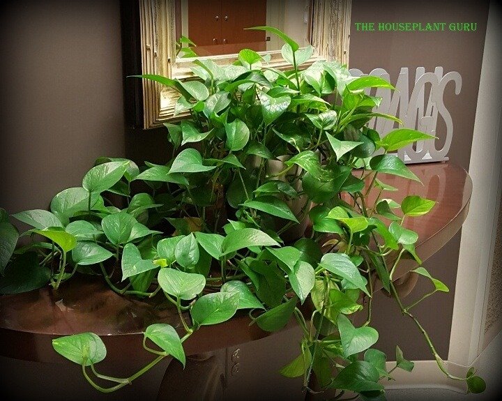 Golden Pothos