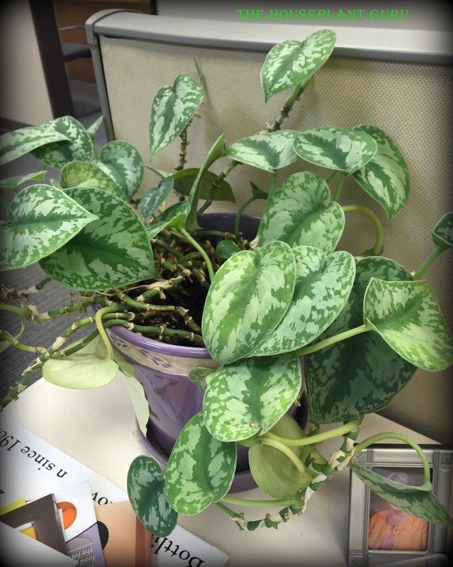 Her desk plant 2 years later-not bad