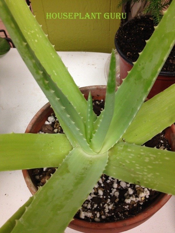Aloe vera