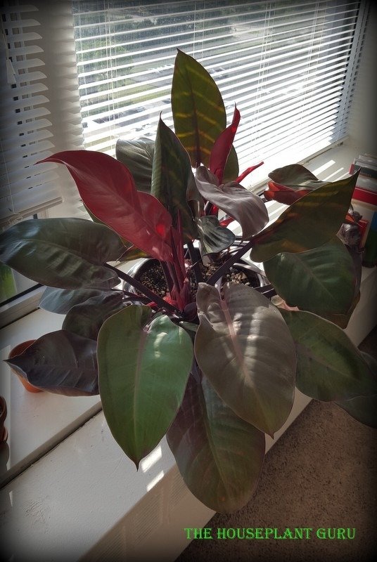 Philodendron 'McColley's Finale' in my daughter's 16th floor apartment