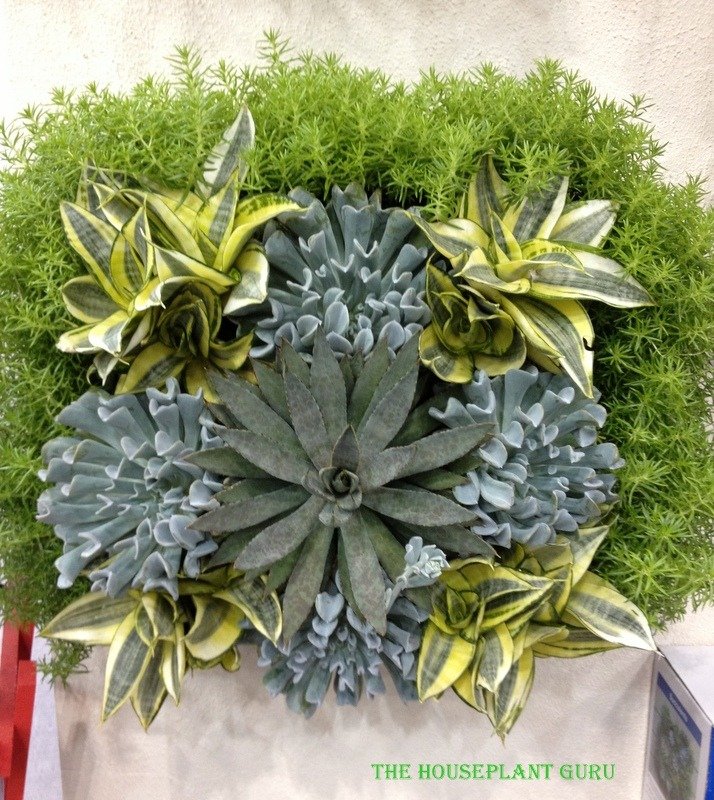 Sansevierias used in a living wall