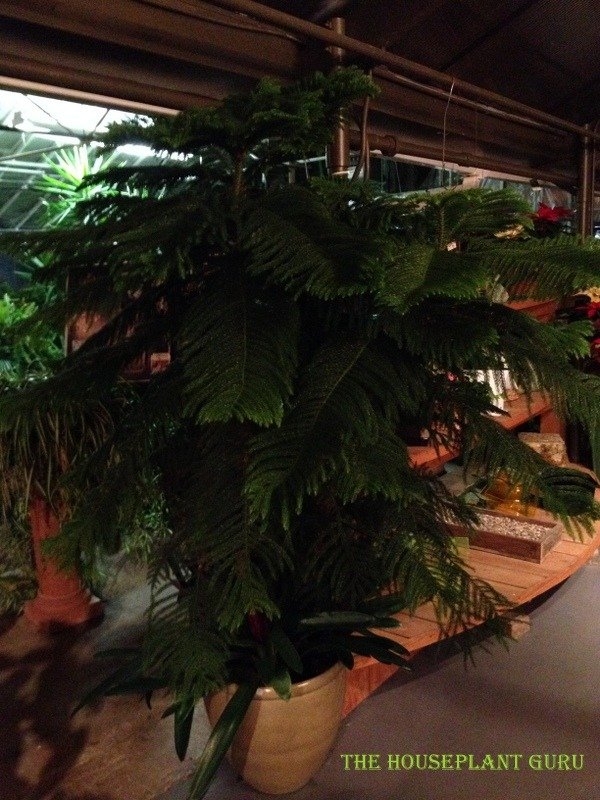 A Norfolk Island Pine with an under planting of 