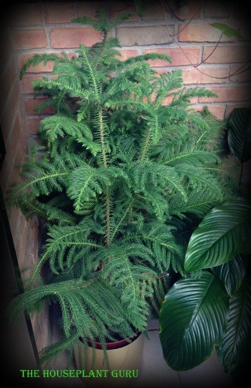 chicago garden show 022