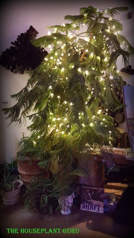Very large Norfolk Island Pine covered with light for the holidays.