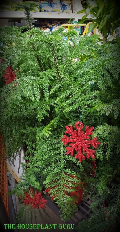 Seen at a big box store covered in glitter with ornaments