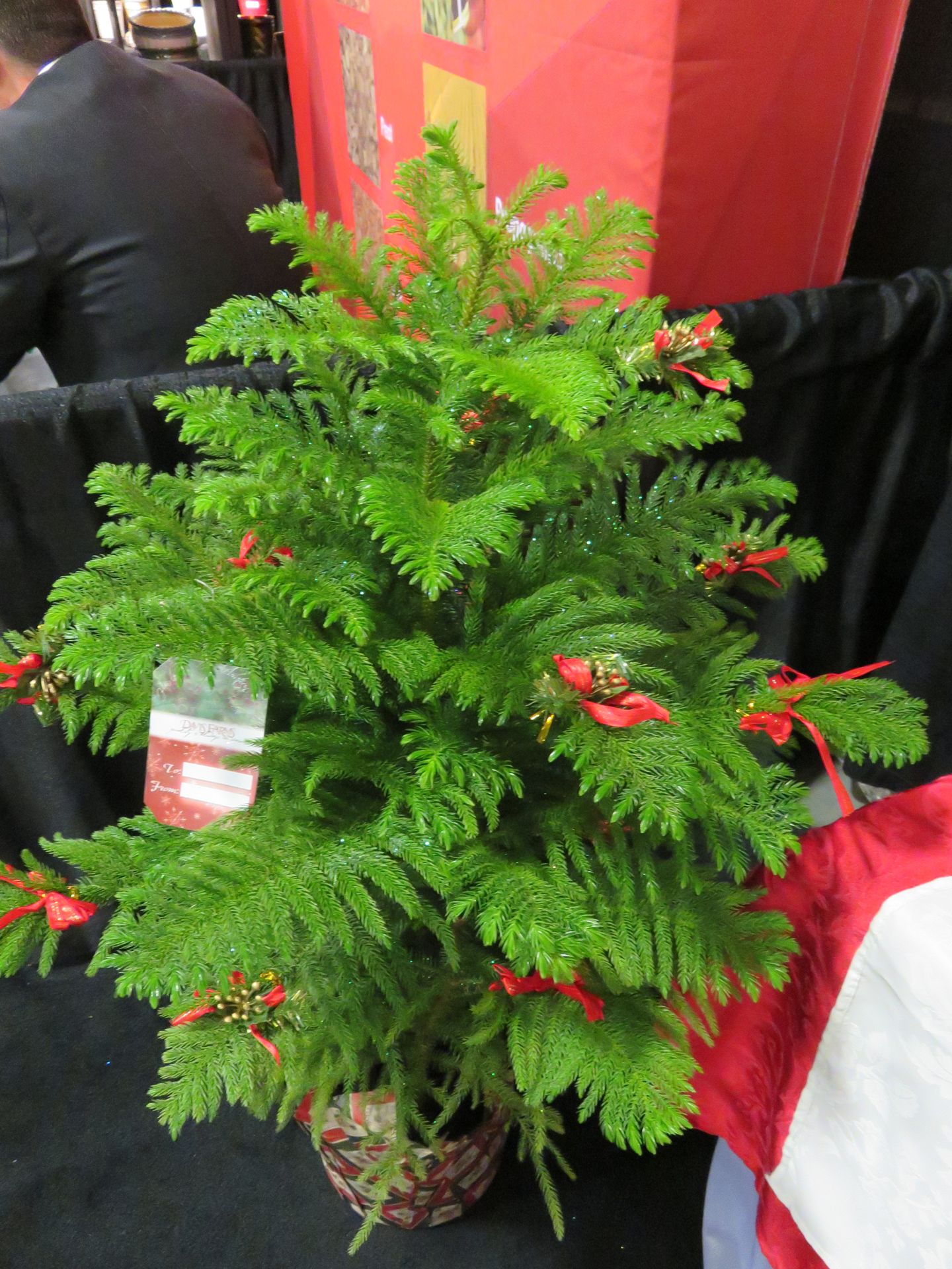 Decorated Norfolk pine