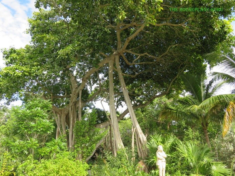 Council tree or Ficus altissima