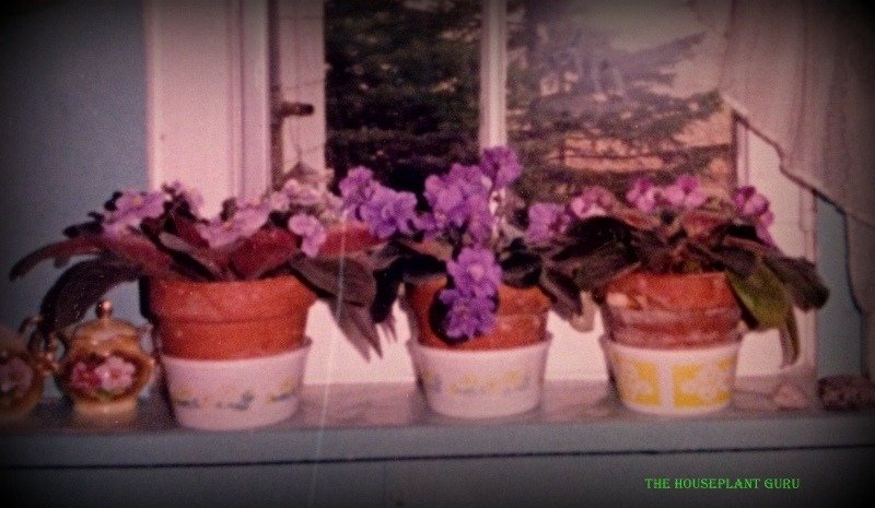 Grandma's East window in her kitchen full of African violets