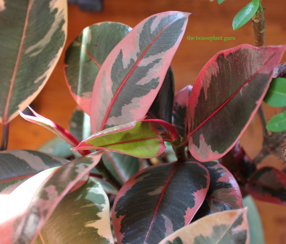 Ficus elastica 'Tinke'