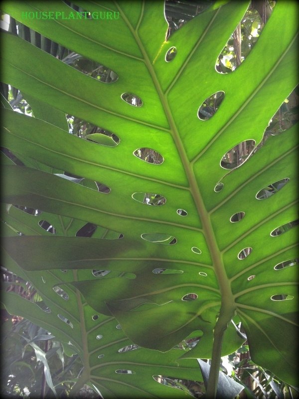 monstera