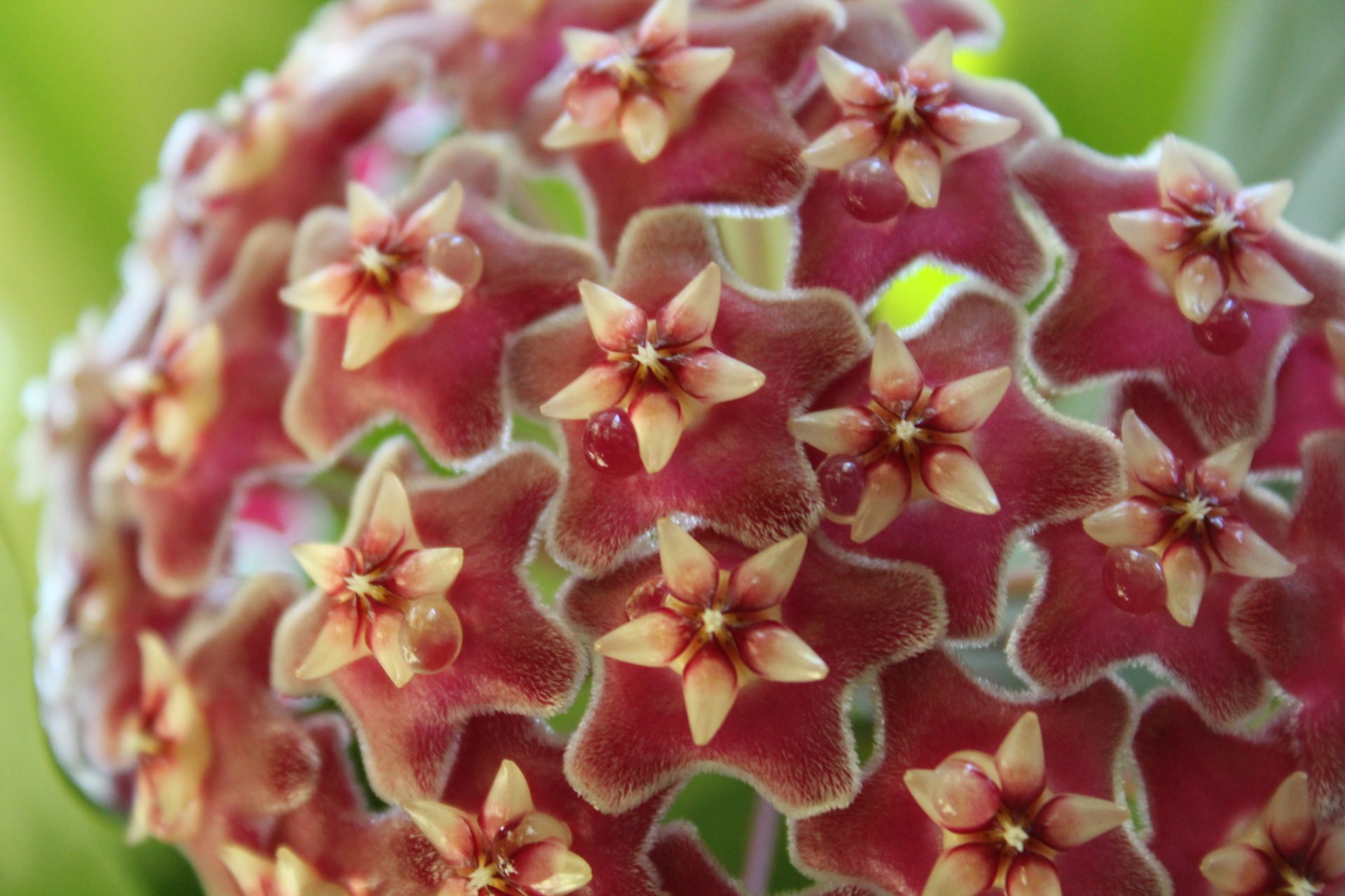Hoya pubicalyx