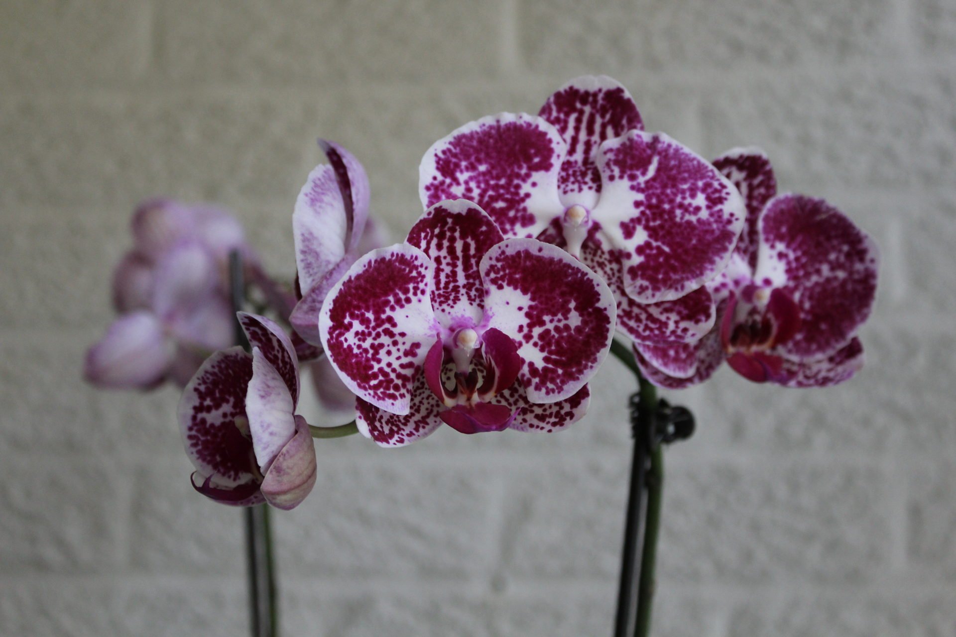 Phalaenopsis orchid
