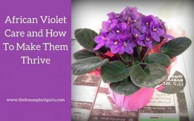 African violet Care and How To Make Them Thrive
