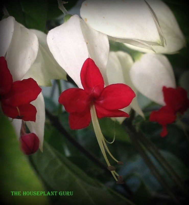 bleeding heart vine 013