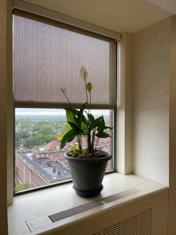 Spathiphyllum lily