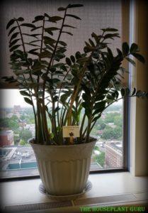 ZZ plant