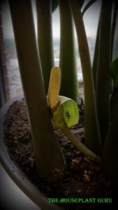 ZZ plant flower