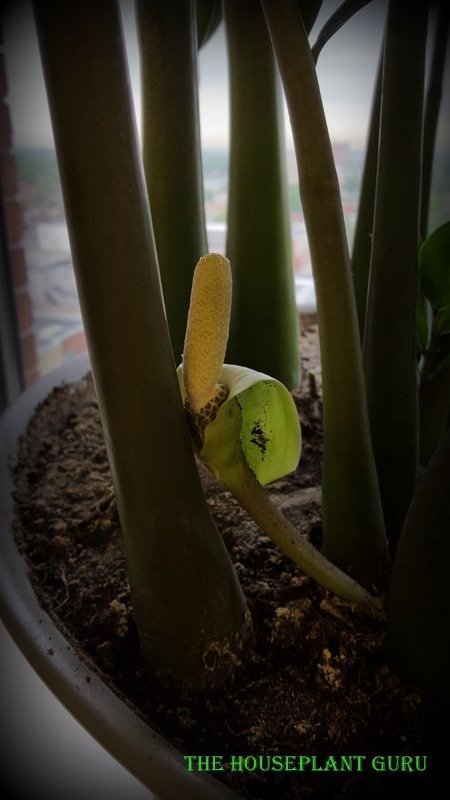 ZZ plant flower
