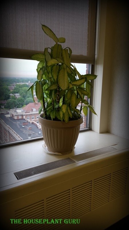 dieffenbachia