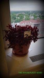 oxalis
