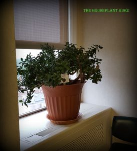 Jade