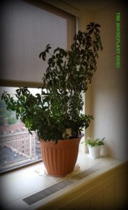 Schefflera aboricola