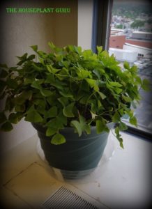 oxalis