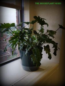 'Xanadu' Philodendron