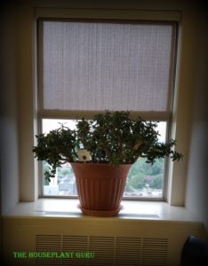jade plant