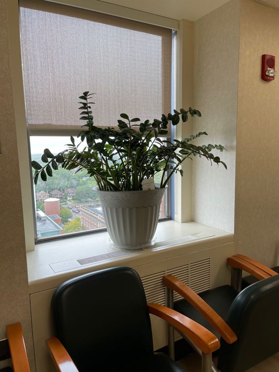 ZZ plant