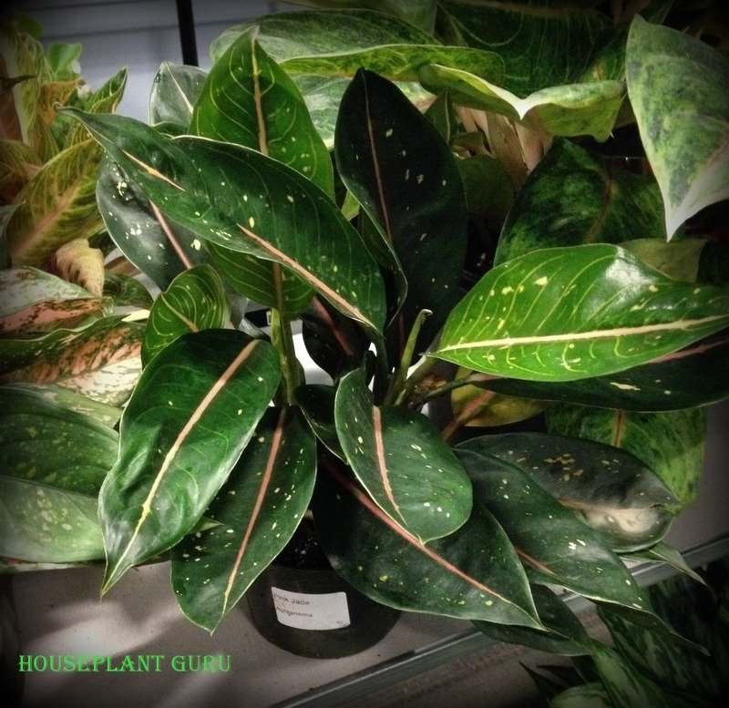 Aglaonema