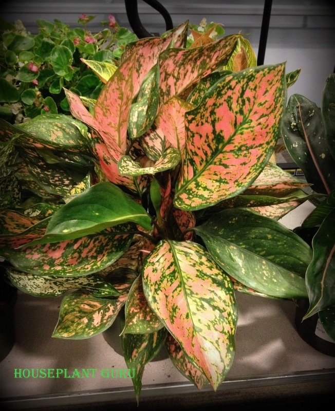 Aglaonema