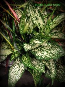 Aglaonema