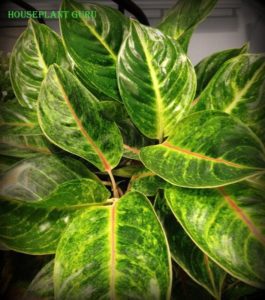 Aglaonema