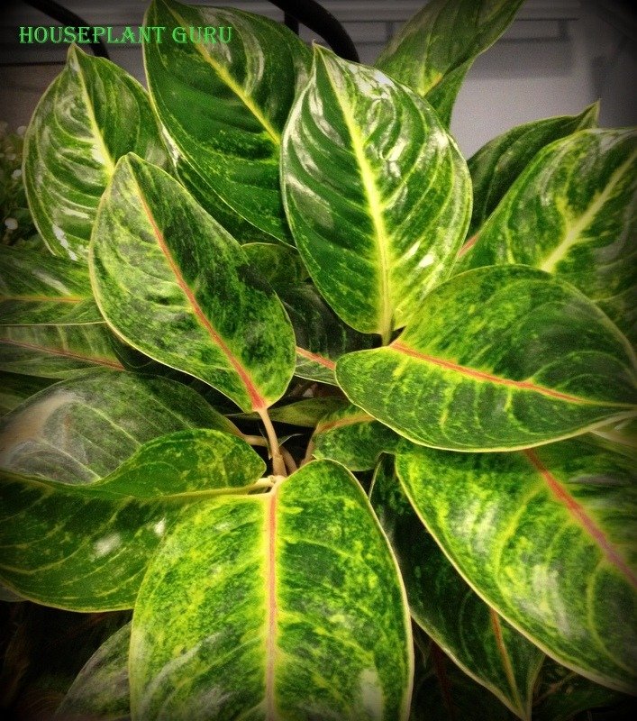 Aglaonema