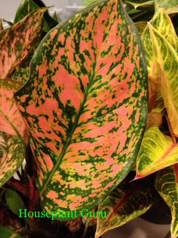 Aglaonema