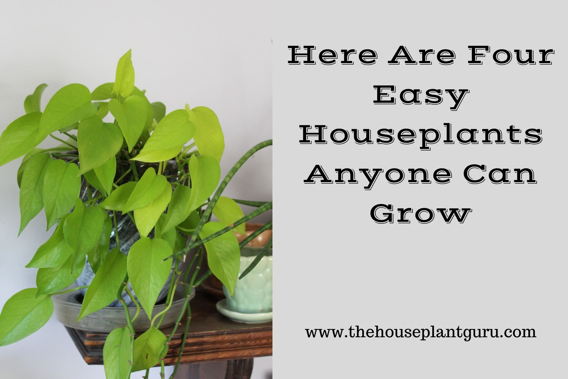 Here Are Four Easy Houseplants Anyone Can Grow
