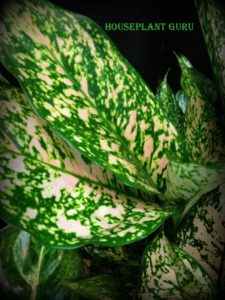 Aglaonema