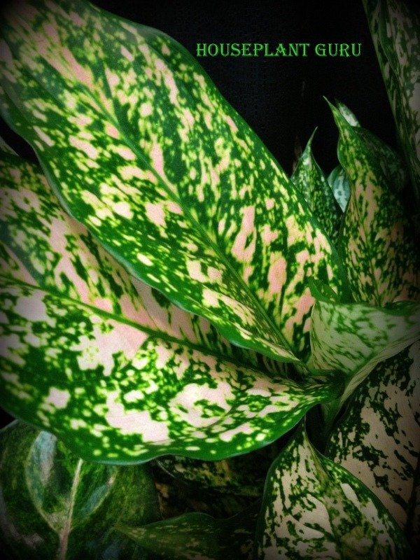 Aglaonema