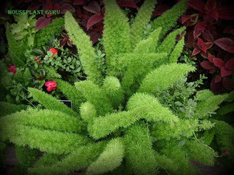 Musings on National Indoor Plant Week (and a book give-away)